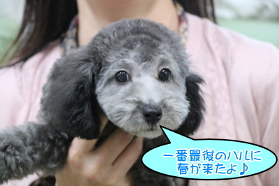 トイプードルシルバーの子犬オス、東京都町田市ハル君画像