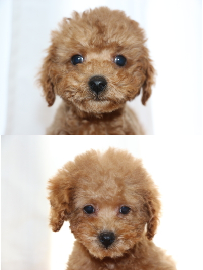 トイプードルレッドの子犬メス2頭、生後2ヵ月半画像