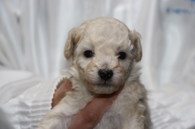 トイプードルホワイト(白)の子犬メス、生後4週間画像