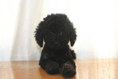 トイプードルブラック(黒)の子犬メス、生後2ヵ月画像