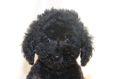 トイプードルブラック(黒)の子犬メス、生後2ヵ月画像