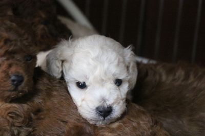 トイプードルホワイト(白)のレッドの子犬、生後1ヵ月画像