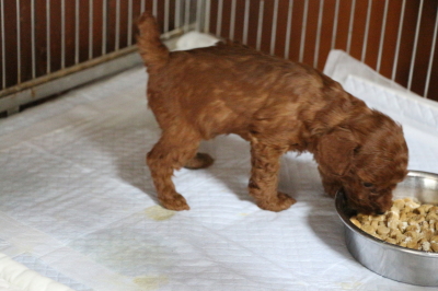 タイニープードルレッドの子犬メス、生後1ヵ月画像