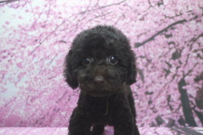 トイプードルブラウンの子犬オス、東京都新宿区グリ君画像