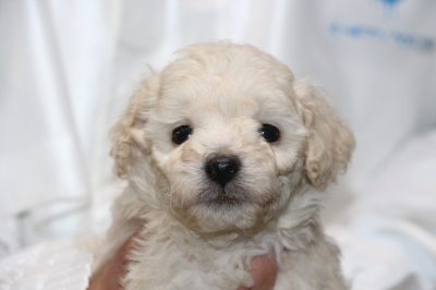 トイプードルホワイト(白)の子犬メス、生後5週間画像