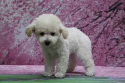 タイニープードルホワイト(白)の子犬メス、千葉県酒々井町ハピちゃん画像