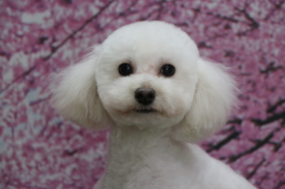 トイプードルホワイト(白)の子犬オス、東京都小平市ハル君画像