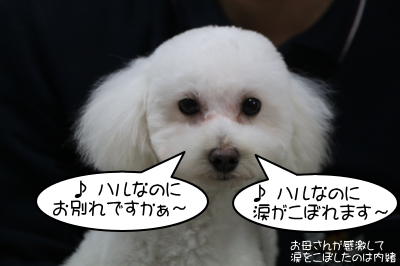 トイプードルホワイト(白)の子犬オス、東京都小平市ハル君画像