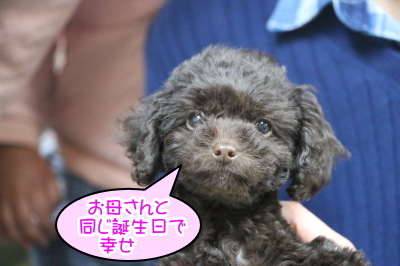 トイプードルブラウンの子犬メス、千葉県柏市さちちゃん画像