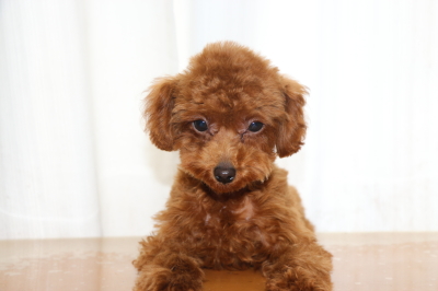 トイプードルレッドの子犬オス、生後5ヵ月画像