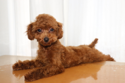 トイプードルレッドの子犬オス、生後5ヵ月画像