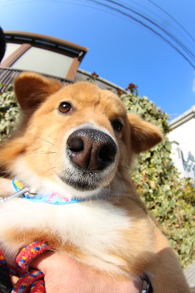 ペットホテル千葉県ミックス犬のトマトちゃんfrom鎌ヶ谷市画像
