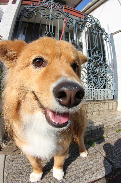 ペットホテル千葉県ミックス犬のトマトちゃんfrom鎌ヶ谷市画像