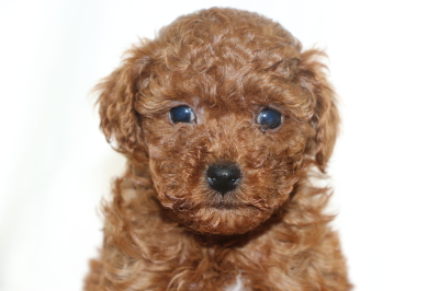 トイプードルレッドの子犬オス、生後6週間画像