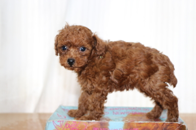 タイニープードルレッドの子犬メス、生後6週間画像