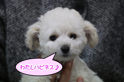 タイニープードルホワイト(白)の子犬メス、千葉県酒々井町ハピちゃん画像