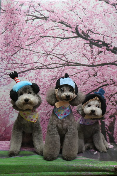 千葉県船橋市のトイプードルのトリミング画像