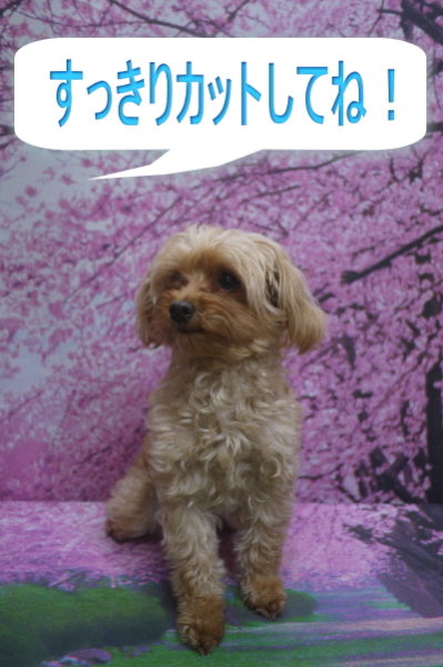 千葉県鎌ヶ谷市のミックス犬のトリミング前画像