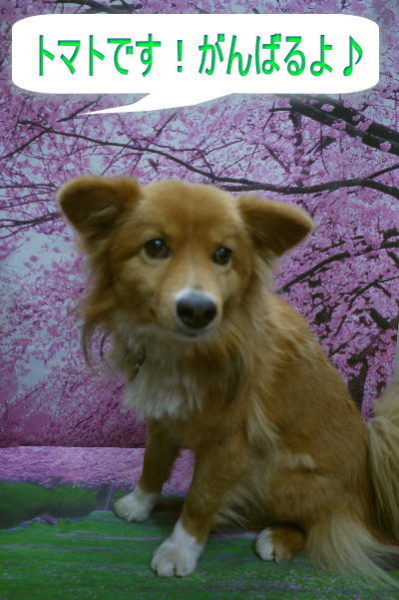 千葉県鎌ケ谷市のミックス犬のトリミング前画像