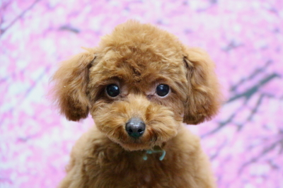 トイプードルレッドの子犬オス、東京都目黒区ラム君画像