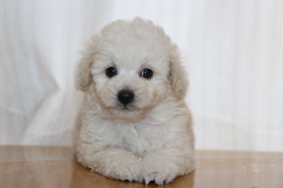 トイプードルホワイト(白)の子犬メス、生後7週間画像