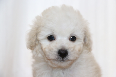 トイプードルホワイト(白)の子犬メス、生後7週間画像