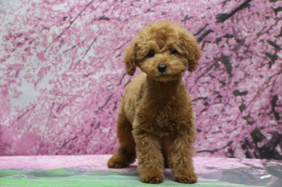 東京都豊島区トイプードルレッドの子犬メス、アンちゃん画像