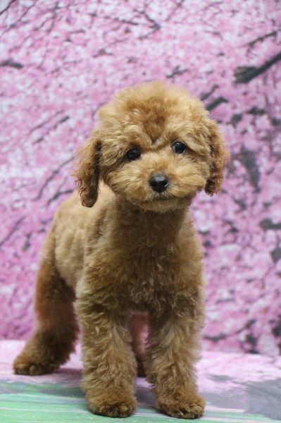 東京都豊島区トイプードルレッドの子犬メス、アンちゃん画像