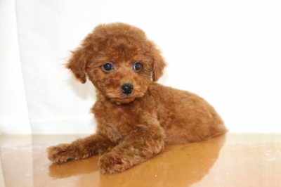 タイニープードルレッドの子犬オス、生後2ヵ月画像