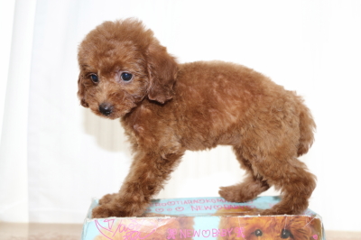 トイプードルレッドの子犬メス、生後2ヵ月画像
