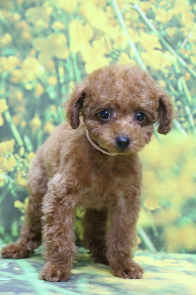 タイニープードルレッドの子犬メス、生後2ヵ月画像