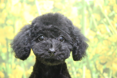トイプードルブラック(黒)の子犬メス、千葉県印西市ルルちゃん画像