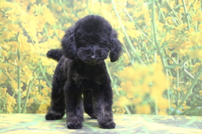 トイプードルブラック(黒)の子犬メス、千葉県印西市ルルちゃん画像