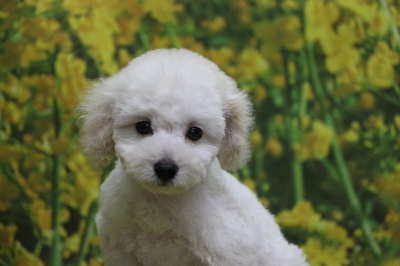 トイプードルホワイト(白)の子犬メス、神奈川県川崎市レオナちゃん画像