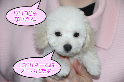 トイプードルホワイト(白)の子犬メス、神奈川県川崎市レオナちゃん画像