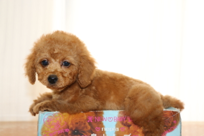 トイプードルレッドの子犬メス2頭、生後2ヵ月画像