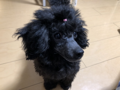 トイプードルブラック(黒)の子犬メス、茨城県守谷市オミちゃん画像