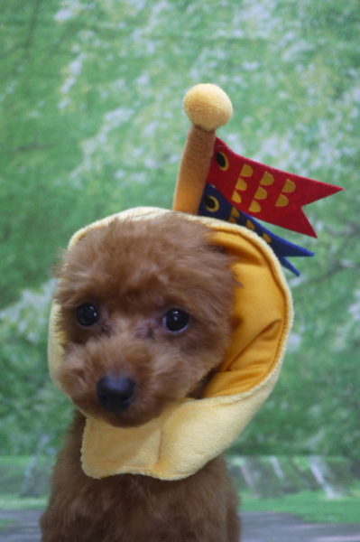 千葉県船橋市のトイプードルのトリミング画像