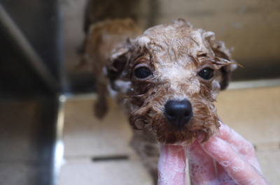 千葉県船橋市のトイプードルのシャンプー画像