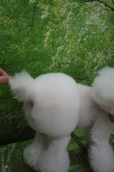 トイプードルブリーダーの子犬，デザインカット画像