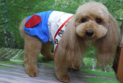 千葉県柏市のトイプードルのトリミング画像