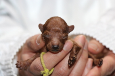 ティーカッププードルレッドの子犬メス、生後1週間画像