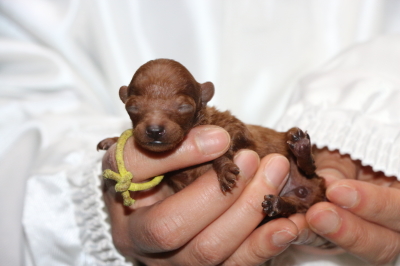 ティーカッププードルレッドの子犬メス、生後1週間画像