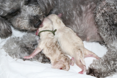 トイプードルホワイト(白)産まれたばかりの子犬画像