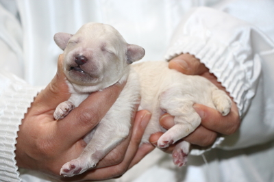 トイプードルホワイト(白)の子犬オス、生後1週間画像