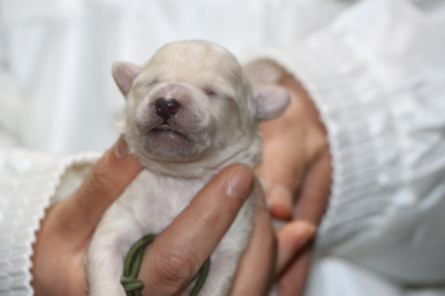 トイプードルホワイト(白)の子犬オス、生後1週間画像