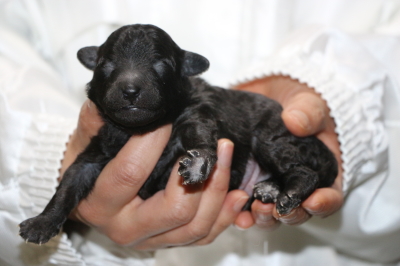 トイプードルシルバーの子犬オス、生後1週間画像