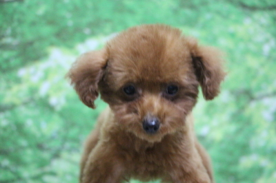 ティーカッププードルレッドの子犬メス、神奈川県横浜市メイちゃん画像