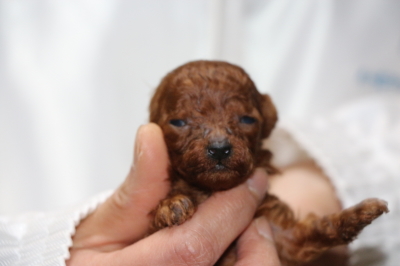 ティーカッププードルレッドの子犬、生後4週間画像