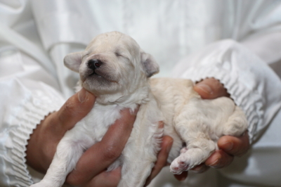 トイプードルホワイト(白)の子犬オス、生後2週間画像